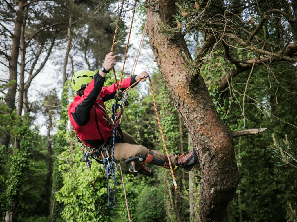 A climber tackles a tall tree using ropes in a lush forest setting. Energetic and thrilling outdoor pursuit.